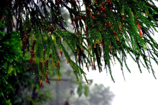 The dew drops hanging, something magical about them... the whole tree was full with droplets in the end which felt like pearls hanging down - This is one of my fav pictures from the trip 